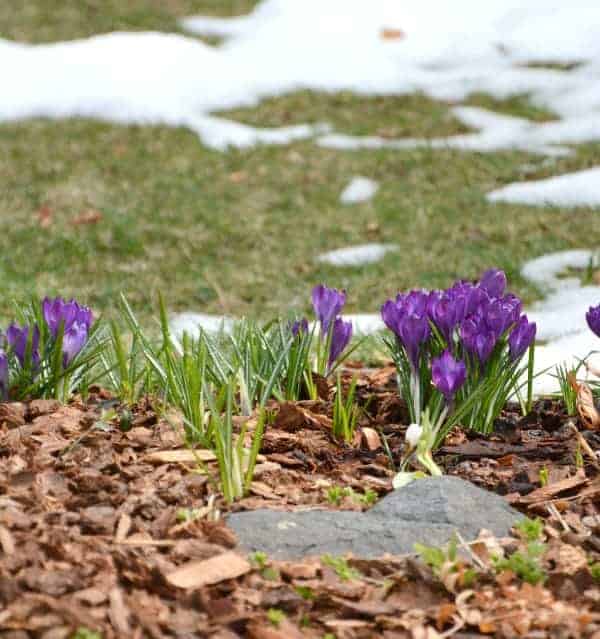 Signs of Spring for your Spring Scavenger Hunt or Spring Read Alouds